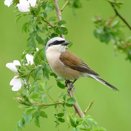 LucquyLa Pie Grieche住宿加早餐旅馆 外观 照片
